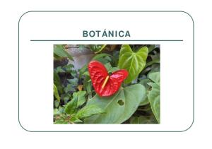 Definición de la Botánica